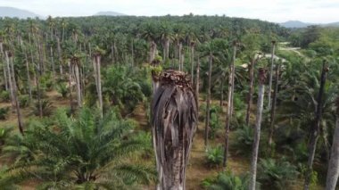 Hava manzaralı kuru ağaç yağı palmiyesi fidanı