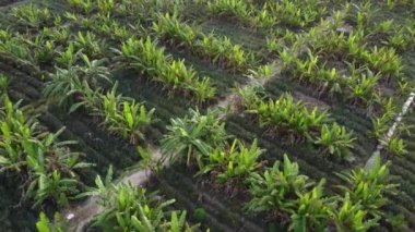 Gökyüzünden muz çiftliği manzarası