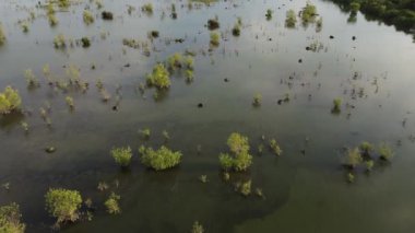 Hava manzaralı genç yeşil bitki ve mangrov..