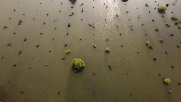 Vista Tramonto Aereo Albero Nudo Secco Tagliato Acqua — Video Stock