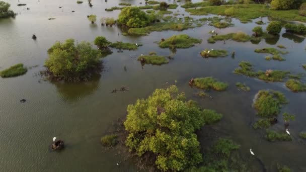 Hábitat Las Aves Garcetas Zona Manglares — Vídeos de Stock