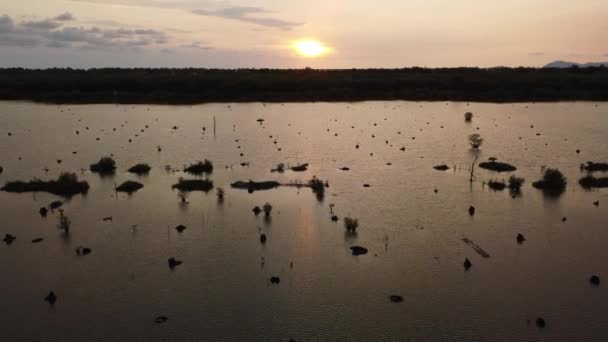 Solnedgång Utsikt Mangrove Palm Huggen Ner Avskogning Våtmark — Stockvideo