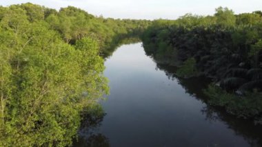 Nipah ağacı ve diğer bitkiler nehrin yanında yaşar.