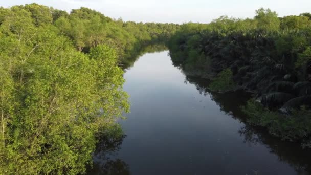Nipah Árbol Otra Planta Viven Junto Río — Vídeos de Stock