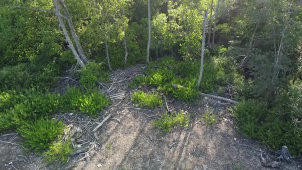 Arbre Sec Ascendant Aérien Dans Forêt Mangroves — Video