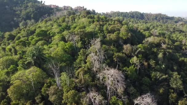 Qualche Albero Nudo Nella Foresta Pluviale Verde Una Calda Giornata — Video Stock