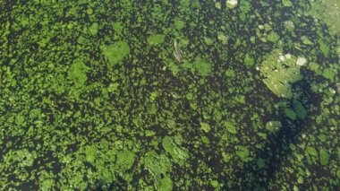 Hava görüntüsü aşağı bak kertenkele arama yiyecekleri yosun nehrinde