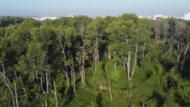 Havadan yükselen mangrov ağacına tırmanıyor ve Batu Kawan 'da endüstriyel park kuruyor.