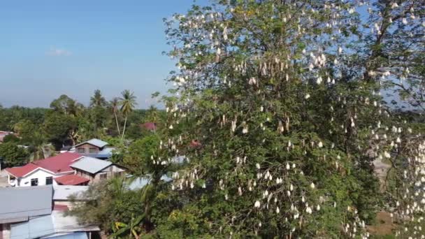 Kapok Albero Con Pieno Frutti Cotone Nel Villaggio Malesia — Video Stock