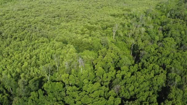 Orman Manzarasında Yeşil Ağaç Güneş Işığında Arka Planda — Stok video