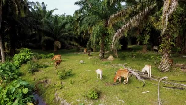 Lebende Viehkühe Einer Gruppe Die Auf Einem Ölpalmenfeld Gras Weiden — Stockvideo