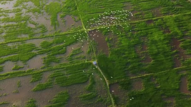贪婪的鹤鸟成群结队地飞越绿色稻田 — 图库视频影像