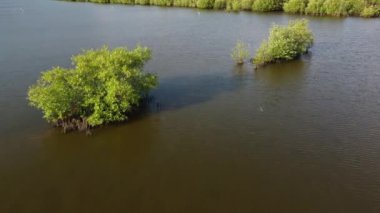Akşam güneşi altında genç mangrov ağacının üzerinden uç.