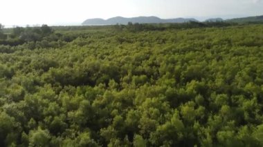 Drone görüntüsü Akşamları yeşil mangrov ağaçları