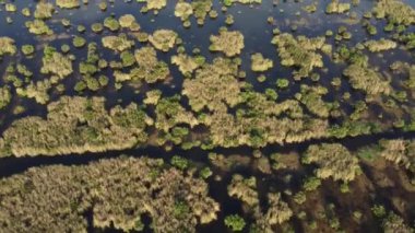 Su üzerinde yeşil çimlerin olduğu drone görüşü