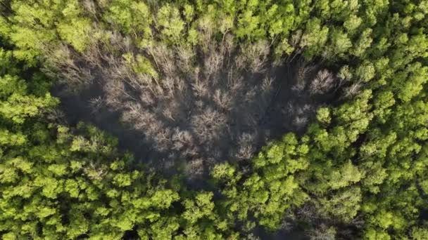 Drone Melihat Mati Kering Pohon Telanjang Pohon Hijau — Stok Video