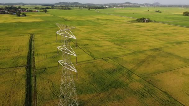 Drone View Śledzenie Słupa Elektrycznego Przez Pole Ryżowe Żniwa — Wideo stockowe