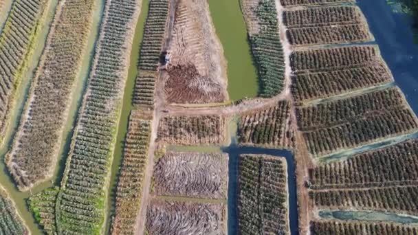 Drone View Graafmachine Cultiveren Het Land Ananas Boerderij — Stockvideo