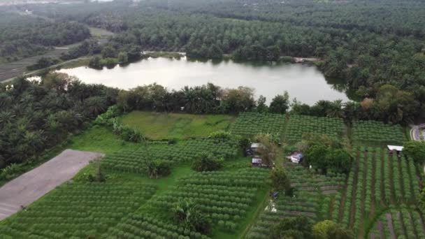 Granja Agrícola Lado Del Estanque Vista Drones — Vídeos de Stock