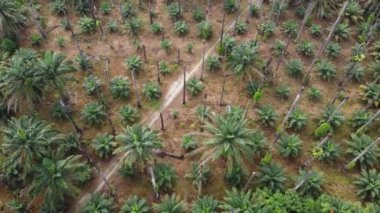 Havadan bakıldığında yapraksız palmiye ağacı