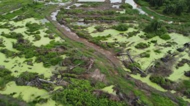 Toprak temiz olduğu için ölü palmiye ağaçlarının kırsal yolu