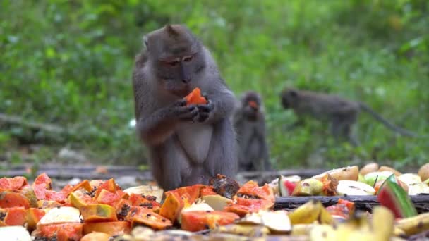 猿の地面に座ってパパイヤの果物を食べる — ストック動画