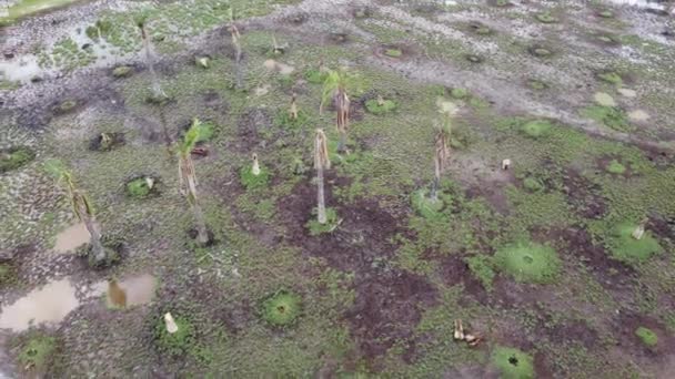 Tote Palme Feuchtgebiet Aus Der Luft — Stockvideo