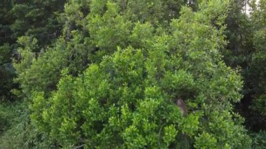 Macak maymunu ağaçta birlikte saklanıyor.