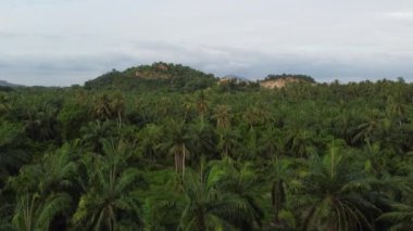 Hindistan cevizi ağacı ve diğer kırsal alanlar.