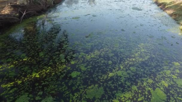 Monitor Kadal Berenang Sungai Dengan Polusi Ganggang — Stok Video