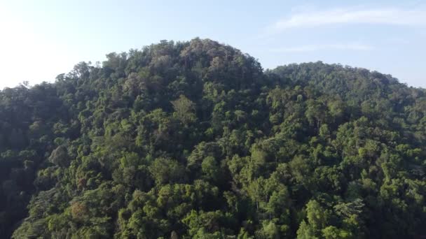 Luftaufnahme Des Tropischen Regenwaldes Malaysia Bei Blauem Sonnigen Tag — Stockvideo