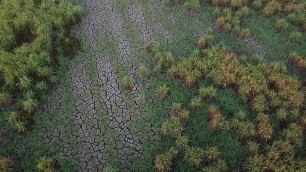 Ξηρά Υφή Γης Ρωγμή Στο Πράσινο Πεδίο — Αρχείο Βίντεο