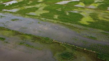 Drone çeltik tarlasının suyuna yansıyan gökyüzünü görüntüledi.