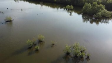 Genç mangrov ağacı sakin suya yansıyor