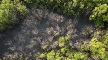 Mangrov bataklığında drone manzaralı kuru ağaç.