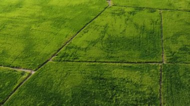 Güneşli bir günde hava yeşili çeltik tarlası