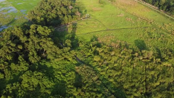 Drone Widok Latać Nad Zielenią Krajobraz Trawy Ziemi Malezji — Wideo stockowe