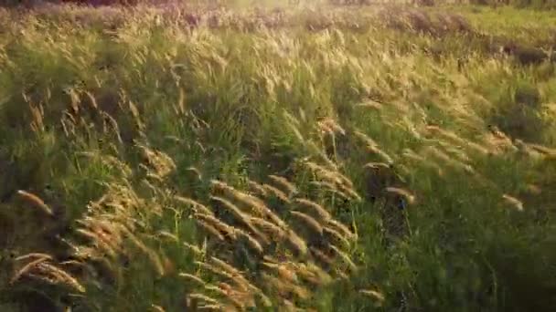 美しい太陽の光と緑のフィールドでソファ草の上に飛ぶ — ストック動画