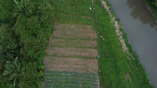 Vue Aérienne Vaches Vivent Dans Plantation — Video