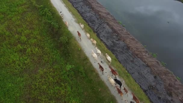 Drone Vista Seguir Vacas Andar Pequeno Caminho — Vídeo de Stock