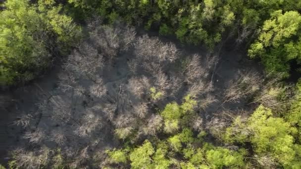 Drone Vista Árvore Nua Seca Manguezal Pântano — Vídeo de Stock
