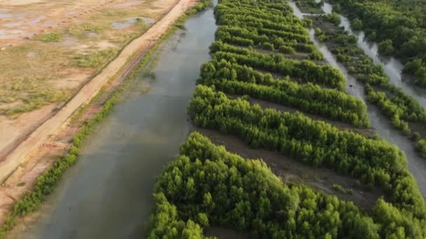 Mangrove Träd Och Gul Jord Hade Varit Mark Klar — Stockvideo