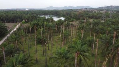 Ölü kuru yapraksız palmiye ağacı fidanlığı.