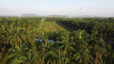 Drone yağı palmiye ağacı ve güneş ışığında büyüyen yavru.