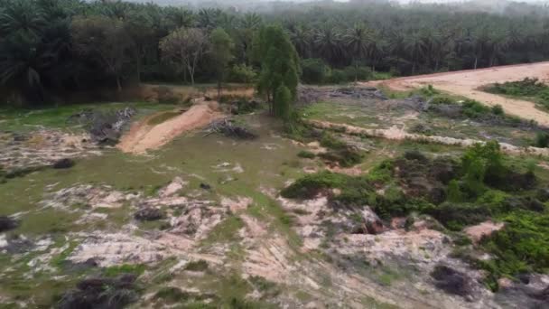 Desmatamento Terras Malásia — Vídeo de Stock