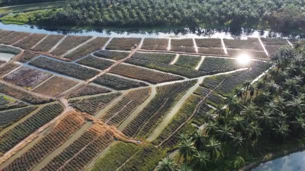 Drone Vista Piña Granja Crecer Lado Palma Aceitera — Vídeo de stock