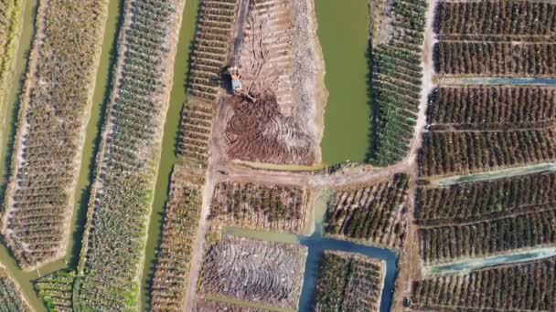 Drone查看菠萝农场的耕地 — 图库视频影像