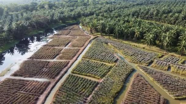 Panorama Vista Drone Plantación Granja Piña — Vídeo de stock