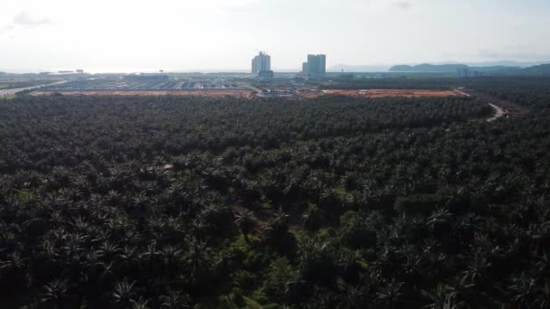 Oliepalmplantage Met Achtergrond Residentiële Condominium Ontwikkeling Bij Batu Kawan — Stockvideo