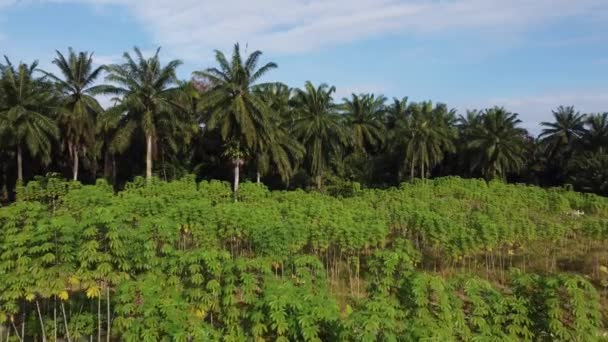 Movimiento Deslizante Sobre Granja Patatas Malasia Fondo Palma Aceitera — Vídeos de Stock